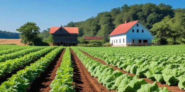 Cultivo del tabaco: Guía completa para agricultores
