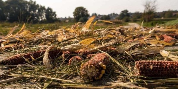 Los residuos agrícolas y su tratamiento