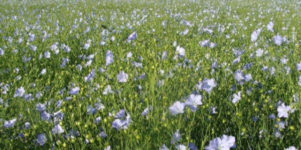 Cultivo del lino: Guía completa para agricultores